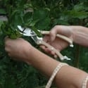 Ciseaux de taille pour plantes et fleurs en acier inoxydable avec manche en bois Vente