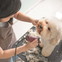 Table de toilettage ajustable en aluminium pour chiens et chats Canis Vente