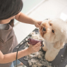 Table de toilettage ajustable en aluminium pour chiens et chats Canis Vente