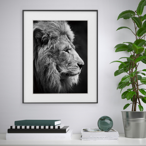 Tableau photographie noir et blanc lion animaux 40x50cm Variety Aslan
