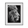 Tableau photographie noir et blanc lion animaux 40x50cm Variety Aslan Vente