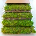Tableaux végétaux stabilisés 4 60x40cm panneaux GreenBox Kit Lichene