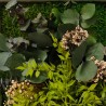 Photos de plantes fleurs plantes murales stabilisées ForestMoss Persephone Achat