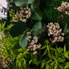 Photos de plantes fleurs plantes murales stabilisées ForestMoss Persephone 