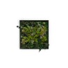 Photos de plantes fleurs plantes murales stabilisées ForestMoss Persephone Remises