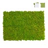 Tableaux végétaux stabilisés 4 60x40cm panneaux GreenBox Kit Lichene